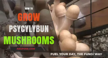 Mastering Psilocybin Mushroom Cultivation: A Step-by-Step Growing Guide