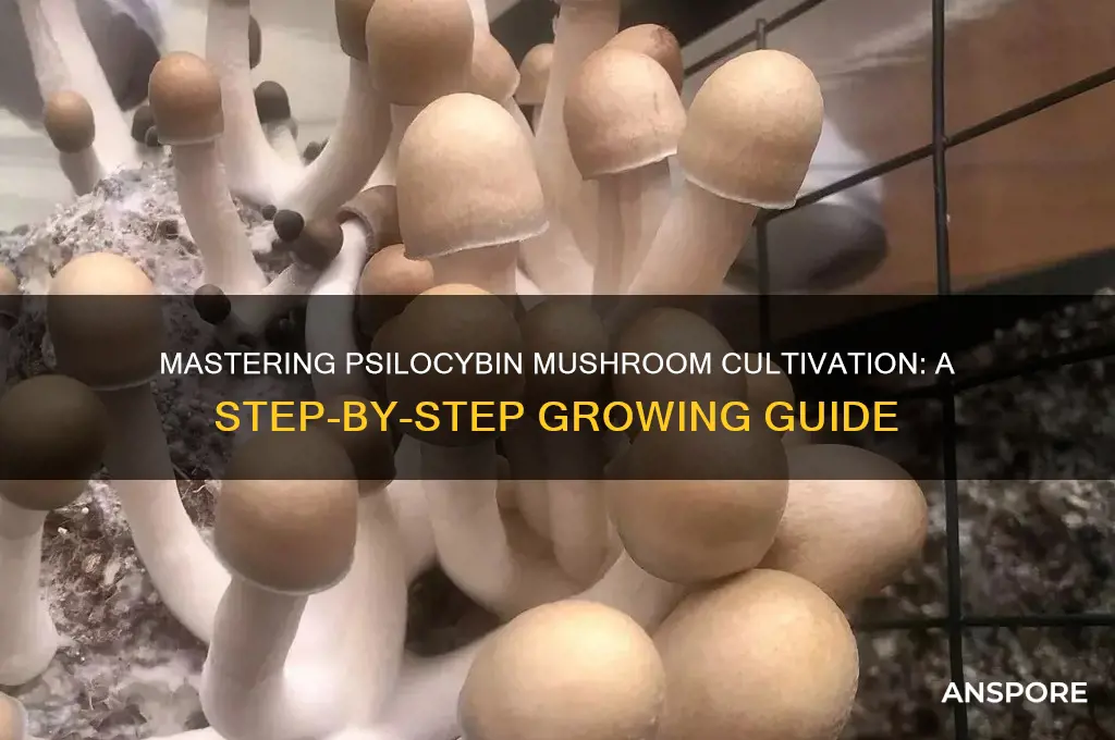 how to grow psycylybun mushrooms