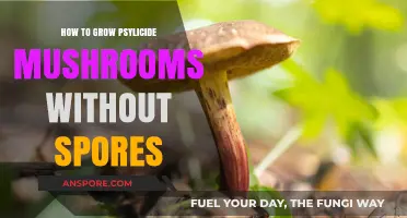 Growing Psilocybin Mushrooms: Alternative Methods Without Spores Explained