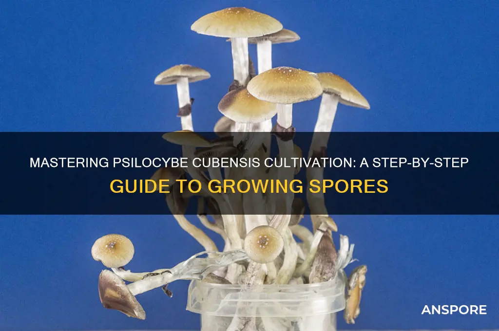 how to grow psylicybe cubensis spores