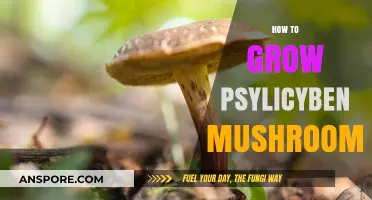 Cultivating Psilocybin Mushrooms: A Comprehensive Guide to Successful Growth