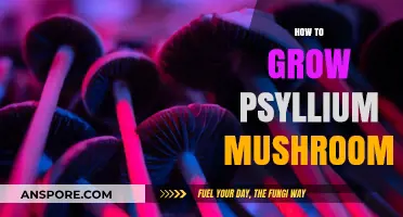 Mastering Psyllium Mushroom Cultivation: A Step-by-Step Growing Guide
