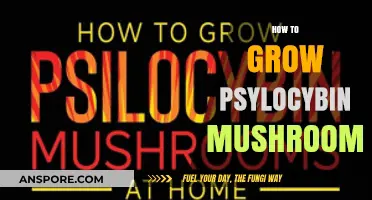 Cultivating Psilocybin Mushrooms: A Comprehensive Guide to Successful Growth