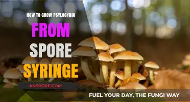 Cultivating Psilocybin Mushrooms: A Step-by-Step Guide from Spore Syringe