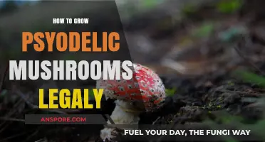 Legal Psychedelic Mushroom Cultivation: A Comprehensive Guide to Growing Safely
