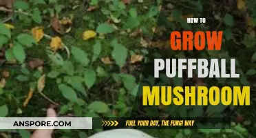 Mastering Puffball Mushroom Cultivation: A Step-by-Step Growing Guide