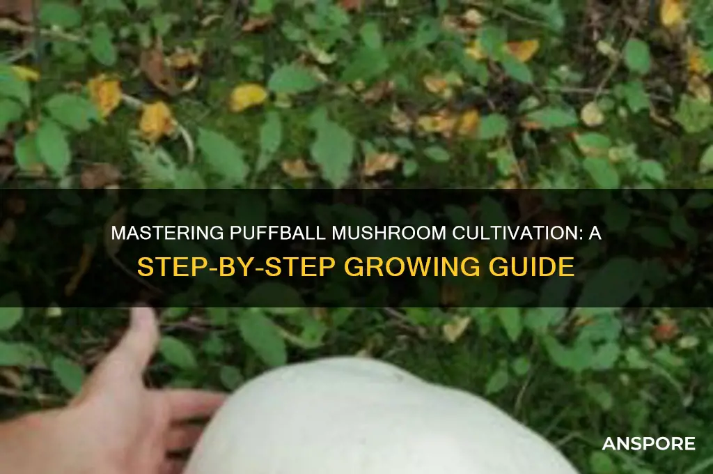 how to grow puffball mushroom