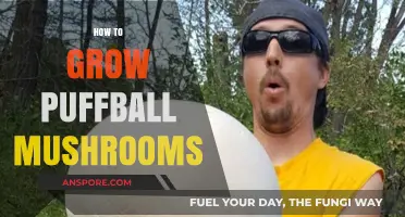 Mastering Puffball Mushroom Cultivation: A Step-by-Step Growing Guide
