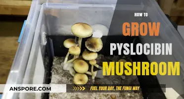 Cultivating Psilocybin Mushrooms: A Comprehensive Guide to Successful Growth