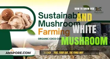 Cultivating Red and White Mushrooms: A Step-by-Step Growing Guide