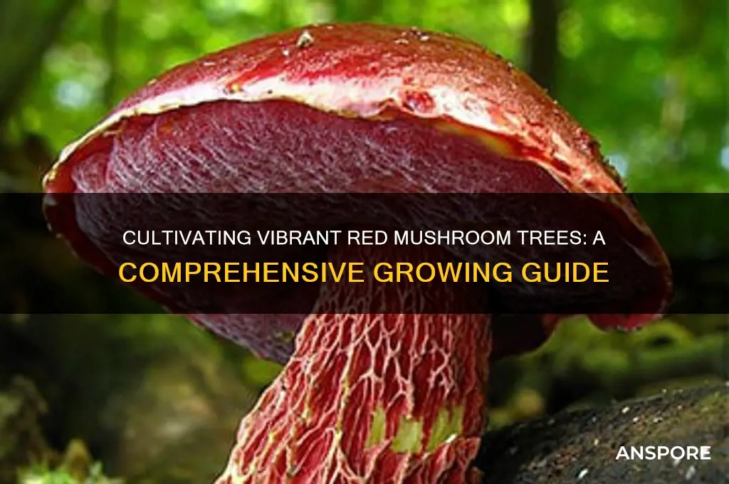 how to grow red mushroom trees