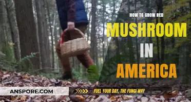 Cultivating Red Mushrooms: A Comprehensive Guide for American Growers
