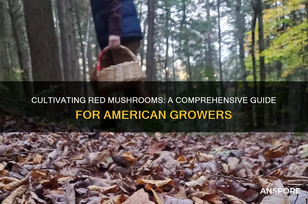 how to grow red mushrooms in america