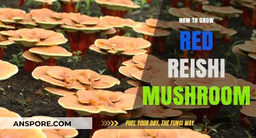Mastering Red Reishi Cultivation: A Step-by-Step Mushroom Growing Guide