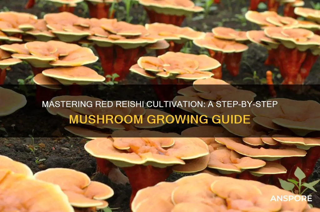 how to grow red reishi mushrooms