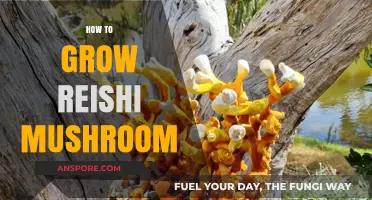 Mastering Reishi Cultivation: A Step-by-Step Guide to Growing Reishi Mushrooms