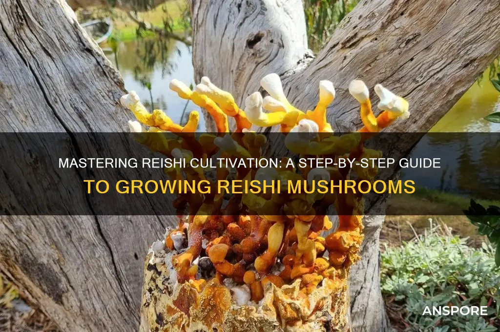 how to grow reishi mushroom