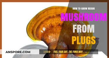 Mastering Reishi Cultivation: Growing Mushrooms from Plugs at Home