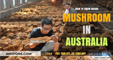 Growing Reishi Mushrooms in Australia: A Step-by-Step Guide