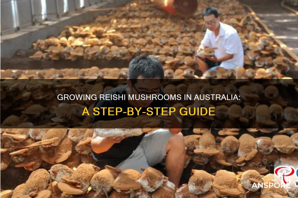 how to grow reishi mushrooms in australia