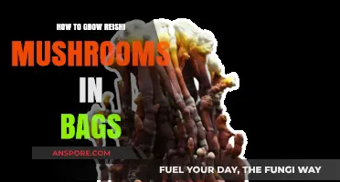 Mastering Reishi Mushroom Cultivation: A Step-by-Step Guide to Growing in Bags