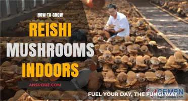 Master Indoor Reishi Mushroom Cultivation: A Step-by-Step Guide