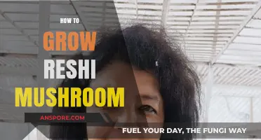 Mastering Reishi Mushroom Cultivation: A Step-by-Step Growing Guide