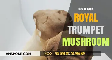 Mastering Royal Trumpet Mushroom Cultivation: A Step-by-Step Guide