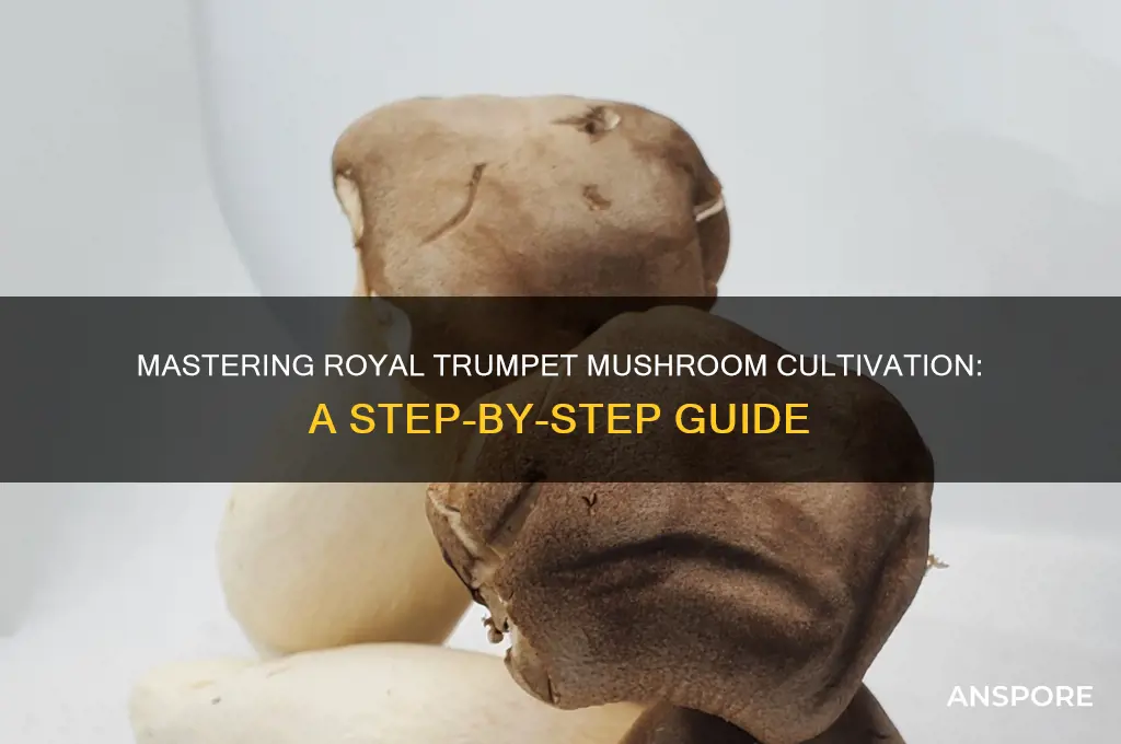 how to grow royal trumpet mushrooms