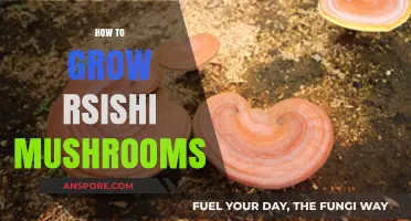 Mastering Reishi Mushroom Cultivation: A Step-by-Step Growing Guide