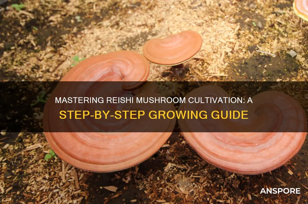 how to grow rsishi mushrooms