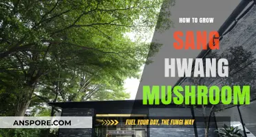 Mastering Sang Hwang Mushroom Cultivation: A Step-by-Step Growing Guide
