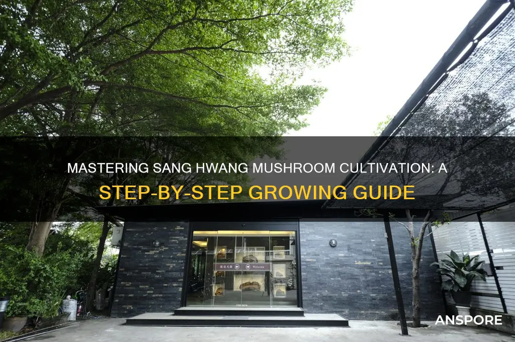 how to grow sang hwang mushroom