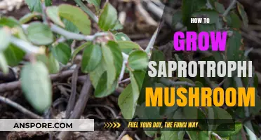Mastering Saprotrophic Mushroom Cultivation: A Step-by-Step Growing Guide