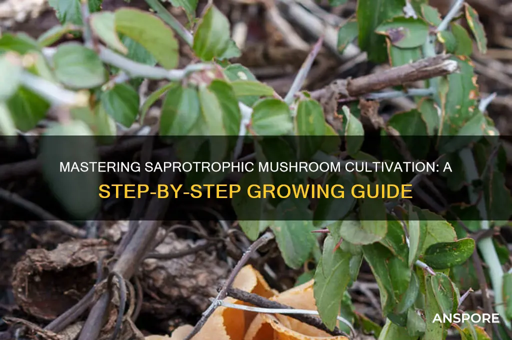 how to grow saprotrophic mushrooms