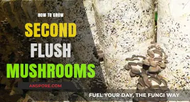 Mastering Second Flush: Tips for Growing More Mushrooms Successfully