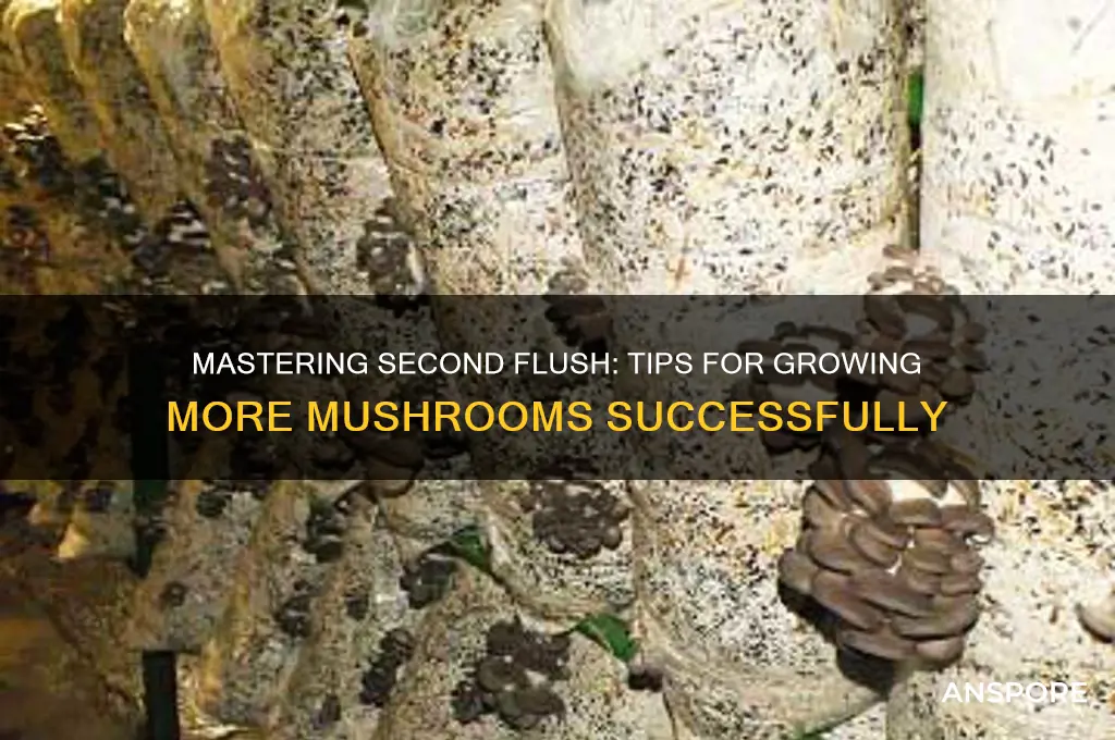 how to grow second flush mushrooms