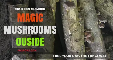 Growing Self-Seeding Magic Mushrooms Outdoors: A Step-by-Step Guide