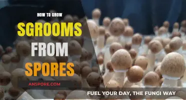 Mastering Mushroom Cultivation: A Step-by-Step Guide to Growing from Spores