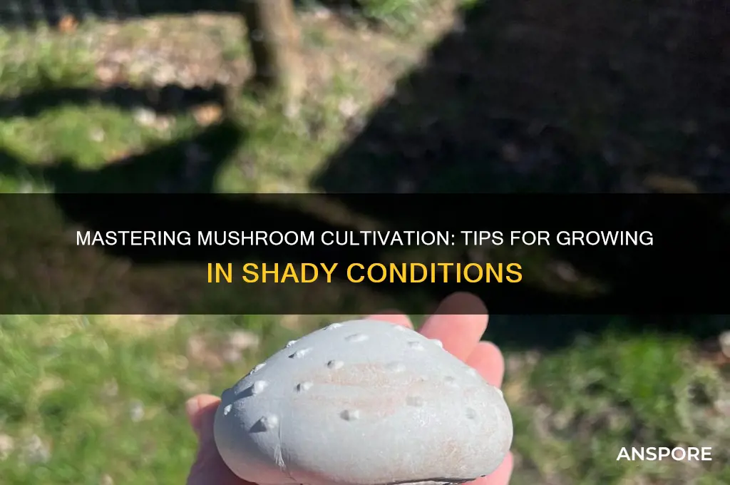 how to grow shady mushrooms