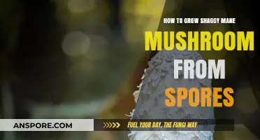 Mastering Shaggy Mane Mushroom Cultivation: A Step-by-Step Spore Guide