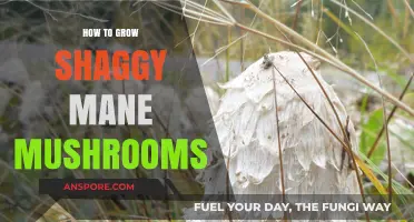 Mastering Shaggy Mane Mushroom Cultivation: Tips for a Bountiful Harvest