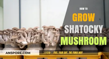 Mastering Shatocky Mushroom Cultivation: A Step-by-Step Growing Guide