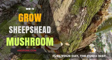 Mastering Sheepshead Mushroom Cultivation: A Step-by-Step Growing Guide