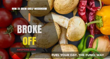 Reviving Broken Shelf Mushrooms: A Simple Guide to Successful Regrowth