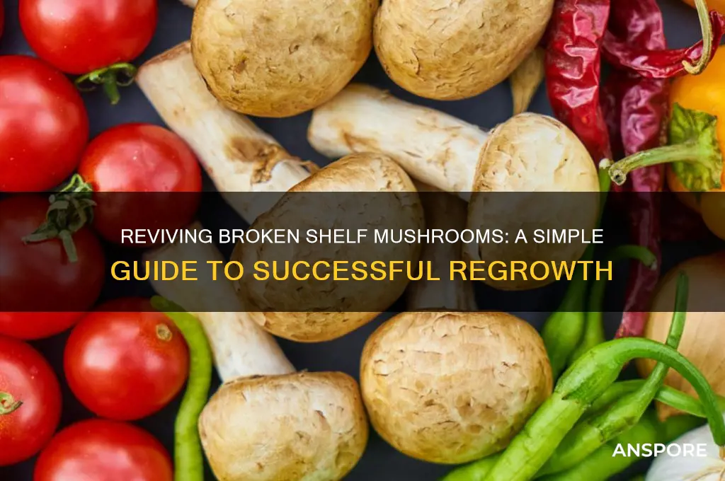 how to grow shelf mushroom i broke off