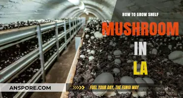 Growing Shelf Mushrooms in LA: A Step-by-Step Urban Farming Guide