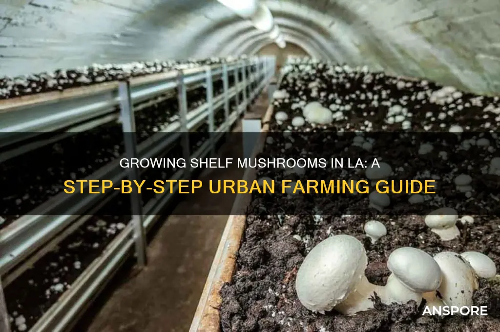 how to grow shelf mushroom in la