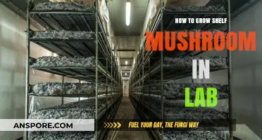 Mastering Lab-Grown Shelf Mushrooms: A Step-by-Step Cultivation Guide