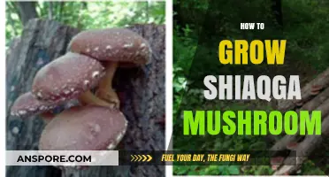 Mastering Shiitake Mushroom Cultivation: A Step-by-Step Growing Guide